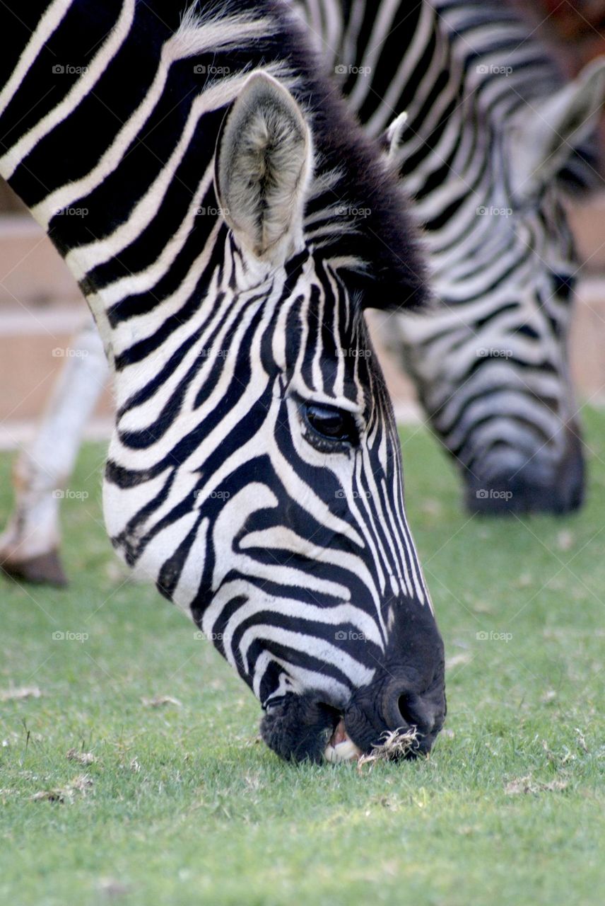 A zebra eating grass 