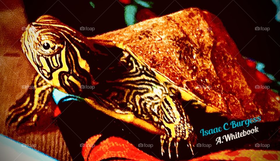 Beautiful color glazed shell slider pond turtle