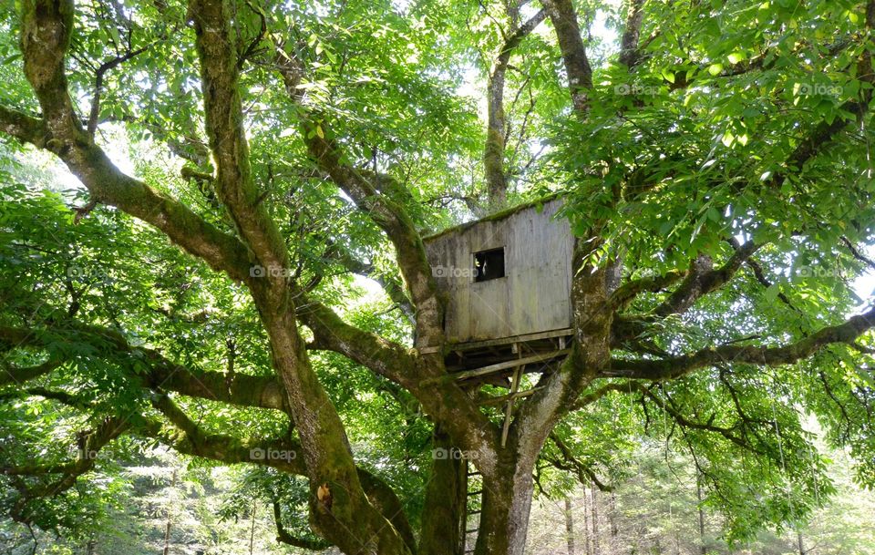 Old treehouse. Old treehouse in Maple Falls, Washington