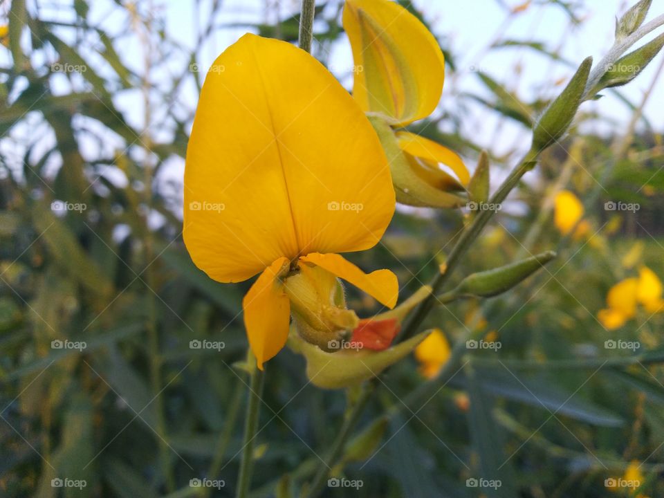 yellow vegetables flowers sanai agriculture