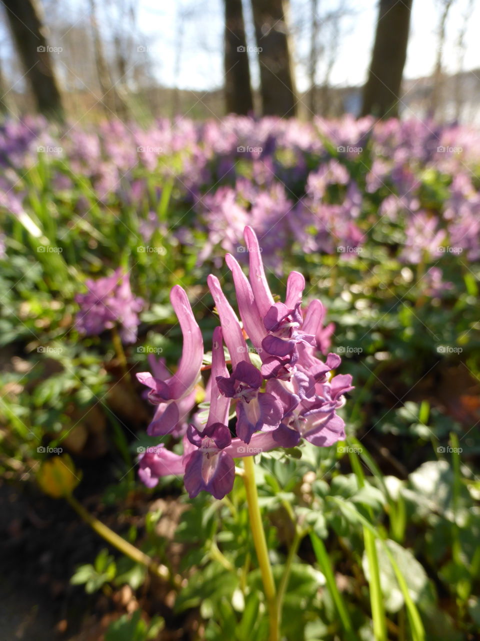 Pink spring flowers 