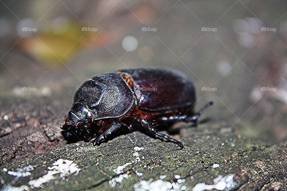 beetle