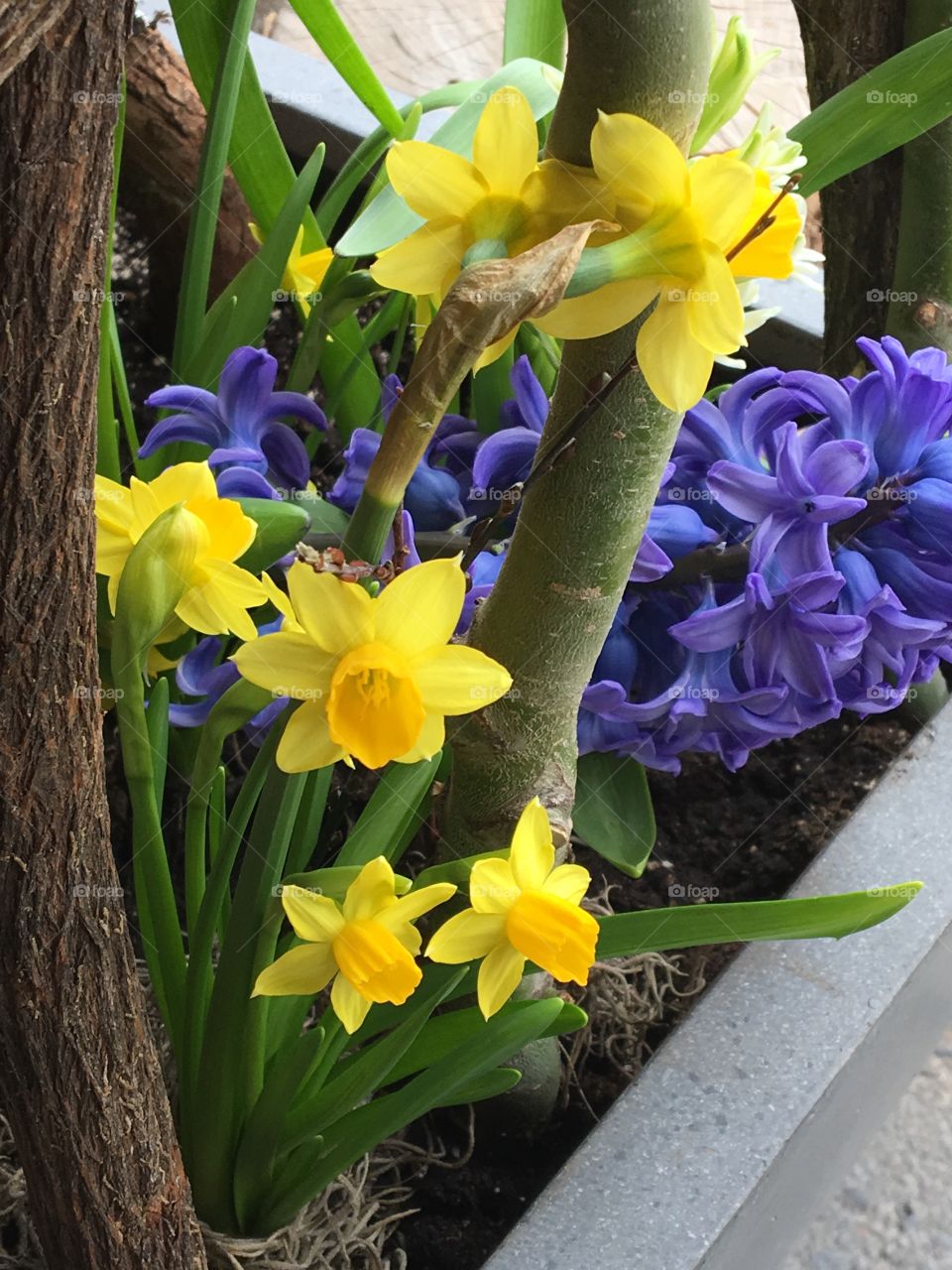 Daffodils & hyacinth 