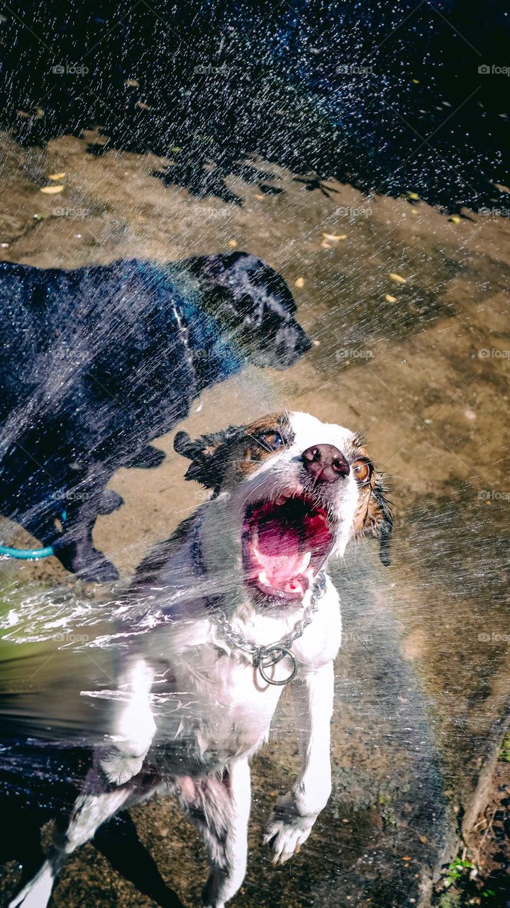 Two Dogs playing with water, biting a rainbow coming out of a hose. One Stray dog and one black Labrator dog.