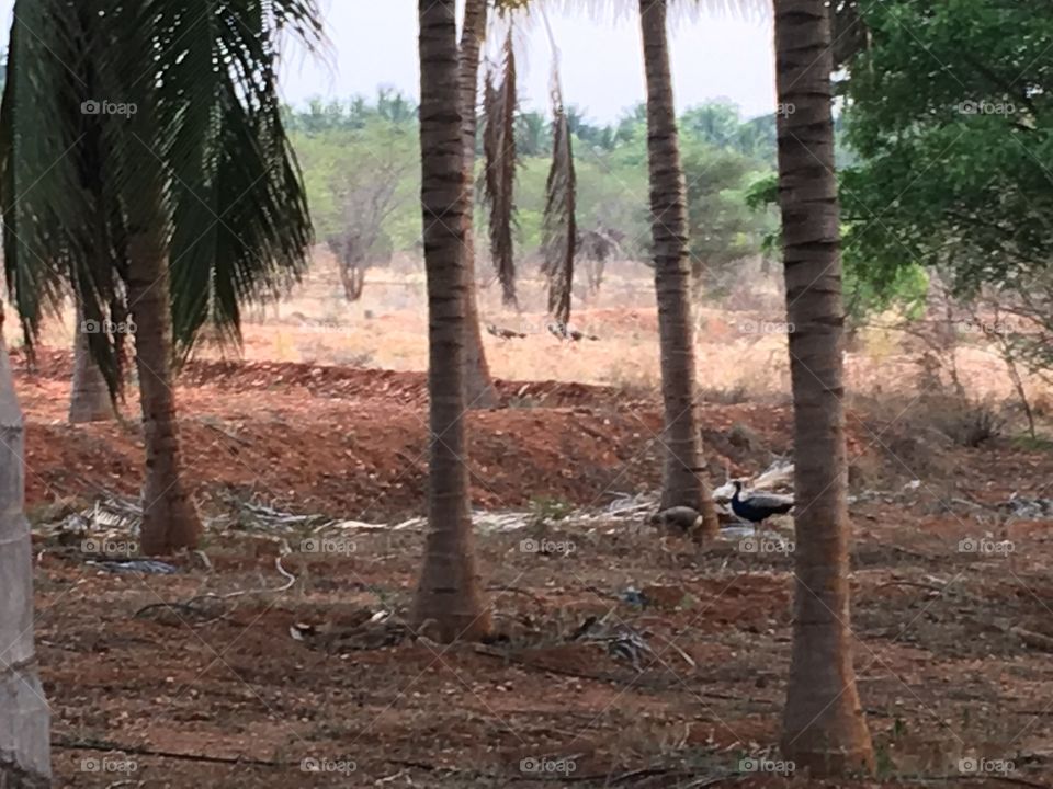 Trees , dryness, peacock 