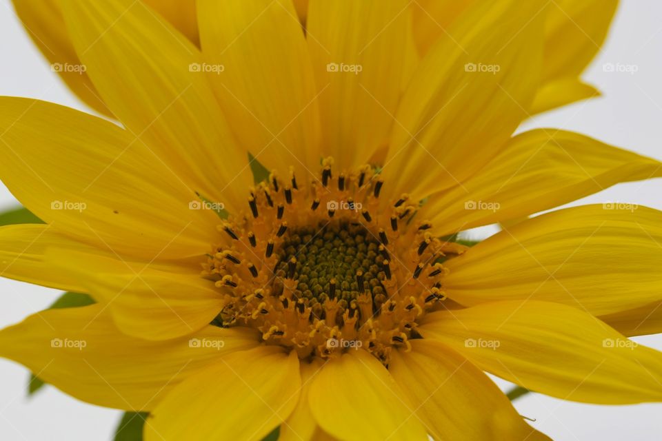 Sunflower. Close up of sunflower