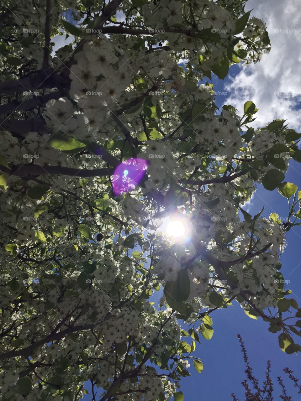 Sunny Cherry Blossoms