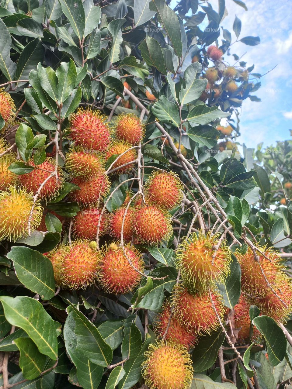 Rambutan fruit contains many nutrients, it is not surprising that rambutan fruit can provide extraordinary benefits for health