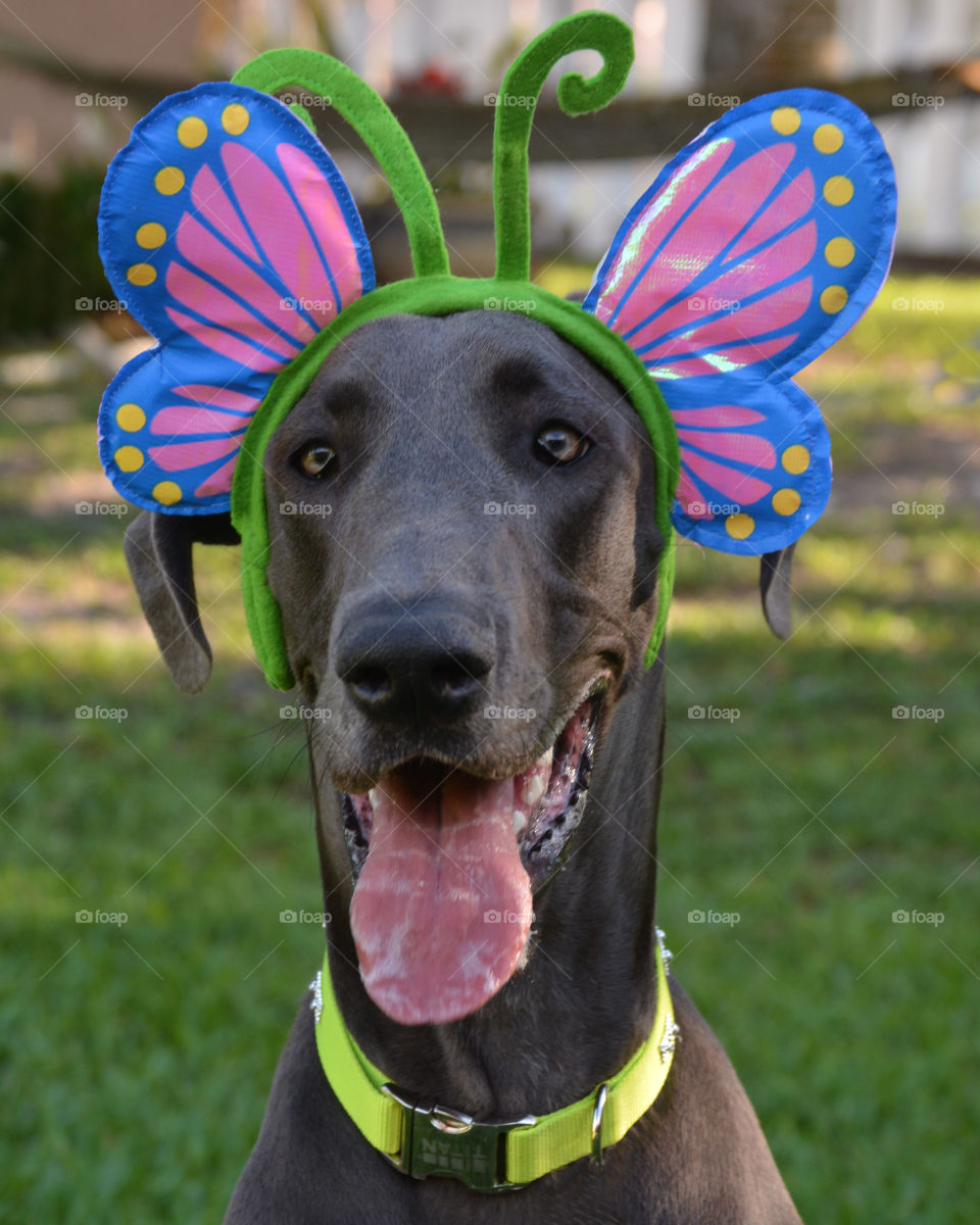 Great Butterfly Dane 