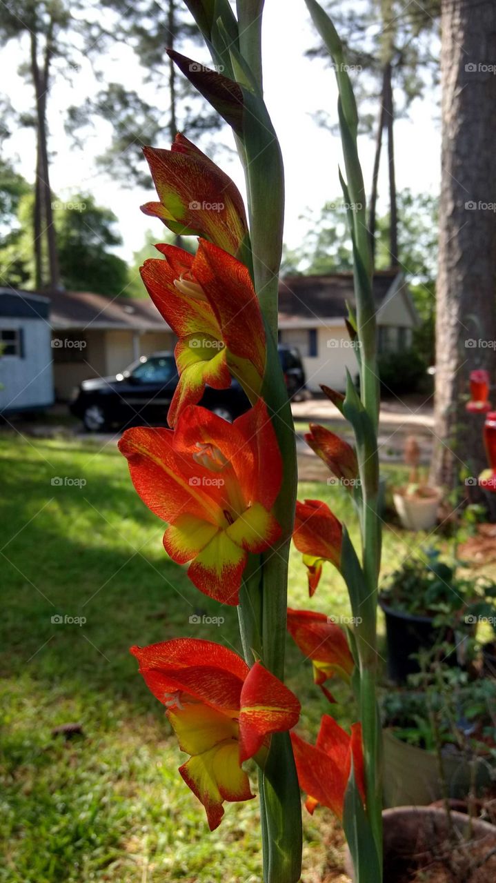 firey red n yellow gladiolas