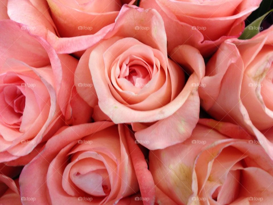 Soft pink roses