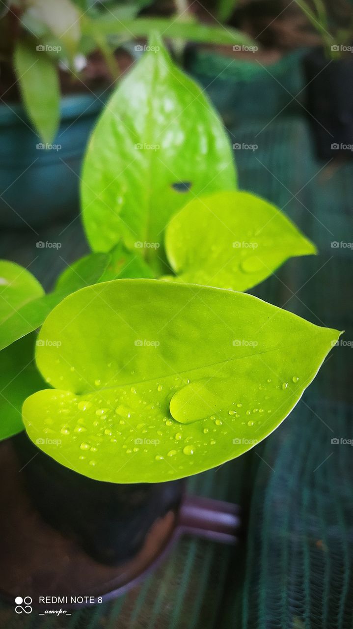 Rain sprinkled on Neon pothos.