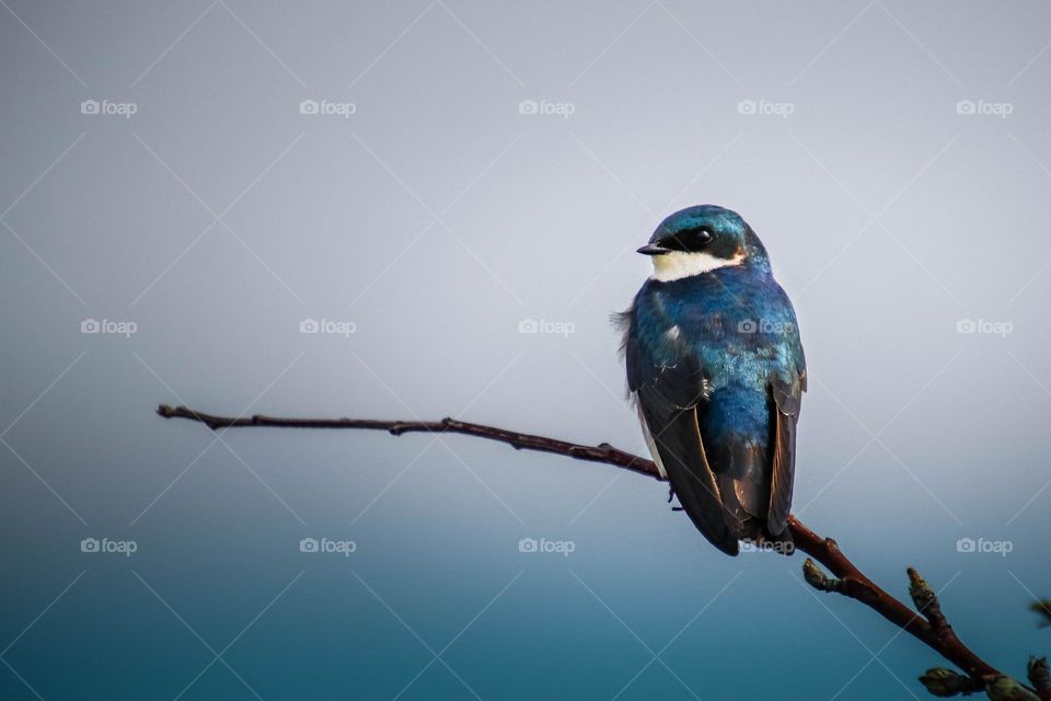 Tree swallow on a twin