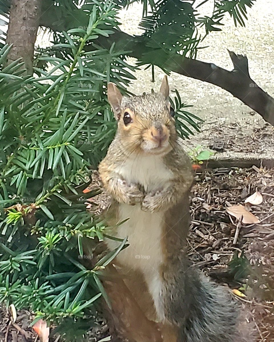 squirrel