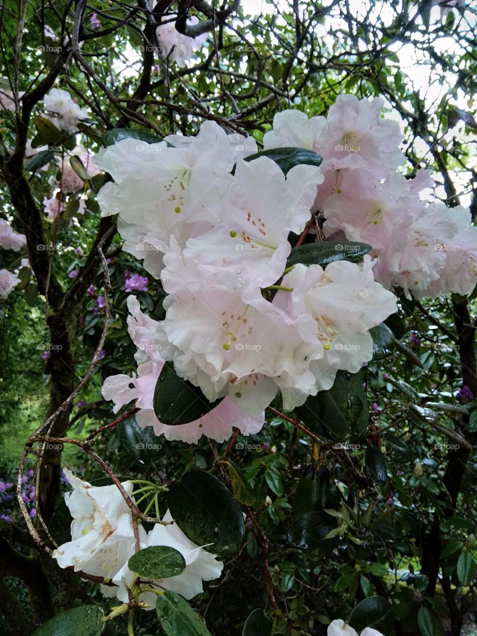 Kurpark in Bad Wildbad