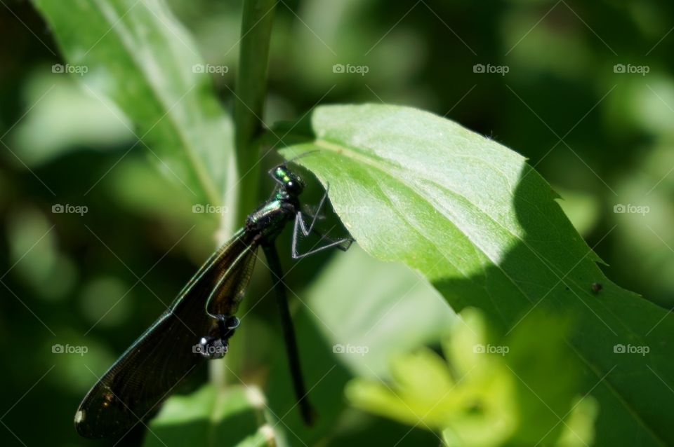 Nature. Dragonfly on Leaf