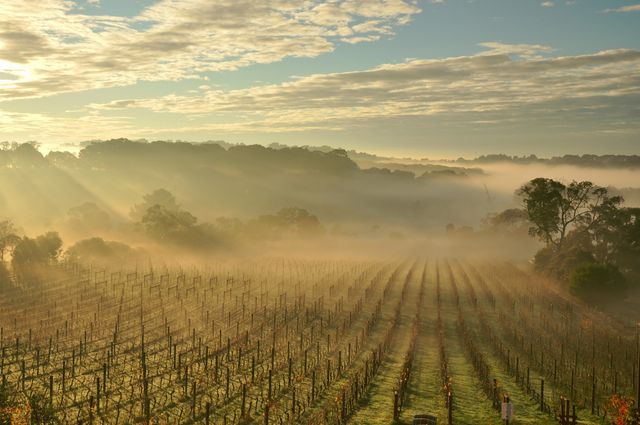 Morning on Vineyard