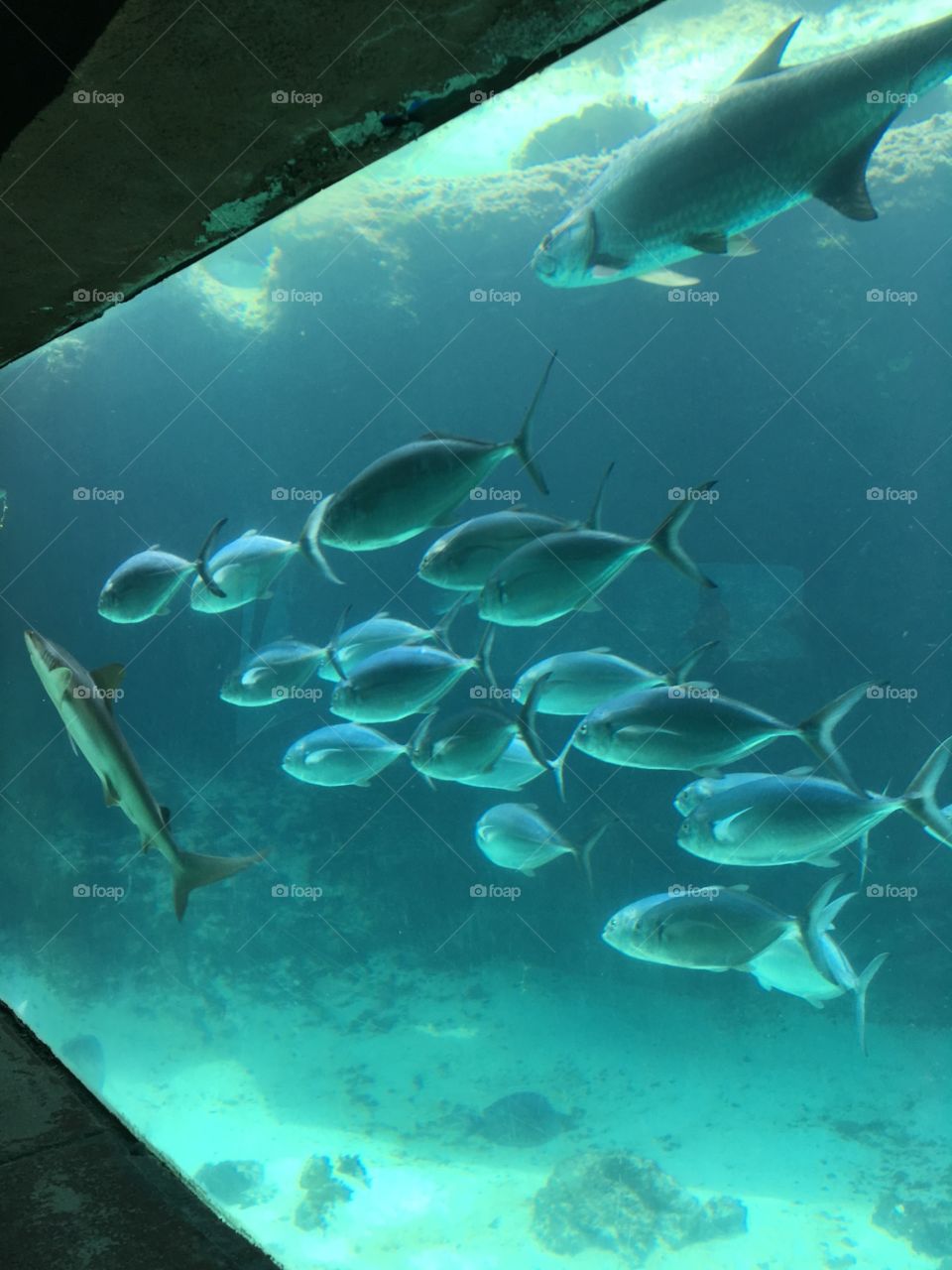 Random fish in the Bahamas 