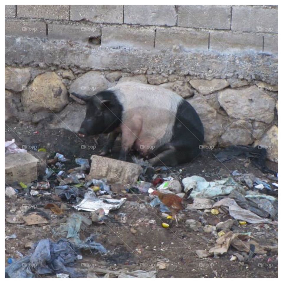 Haiti wild pig