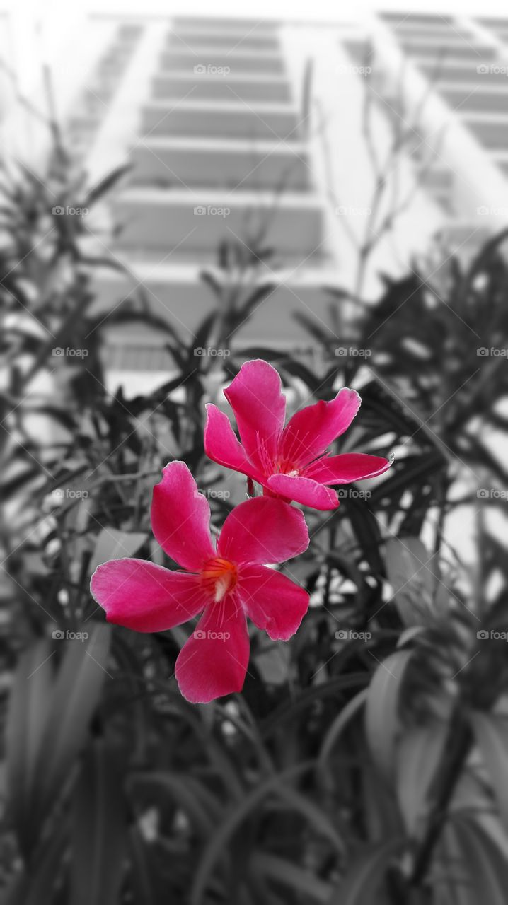 pink flowers in front of a tall building..