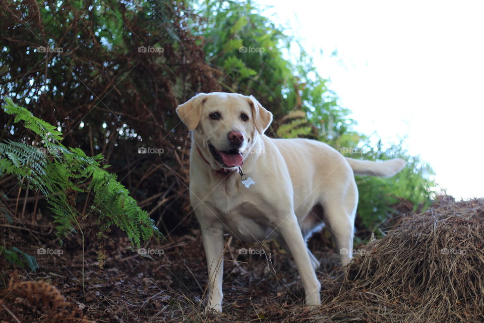 Dog, No Person, Nature, Grass, Cute