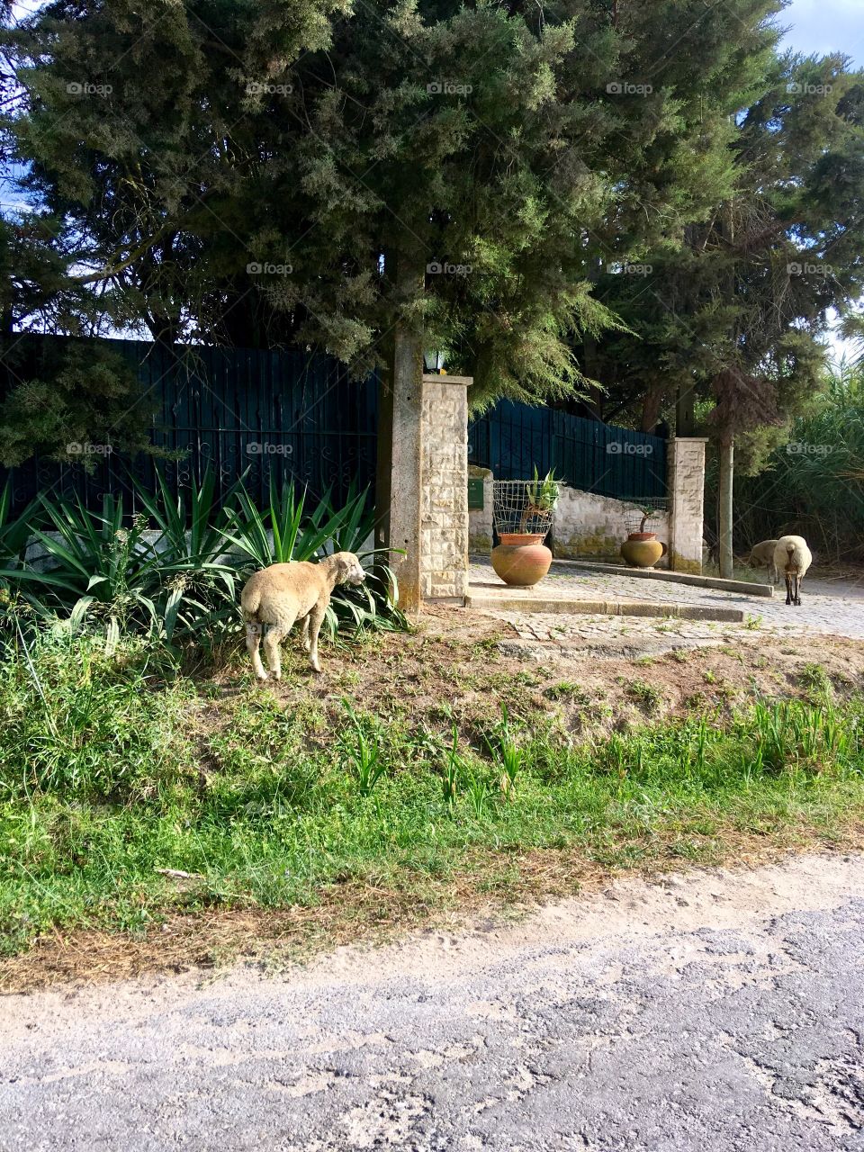 Runaway sheep 