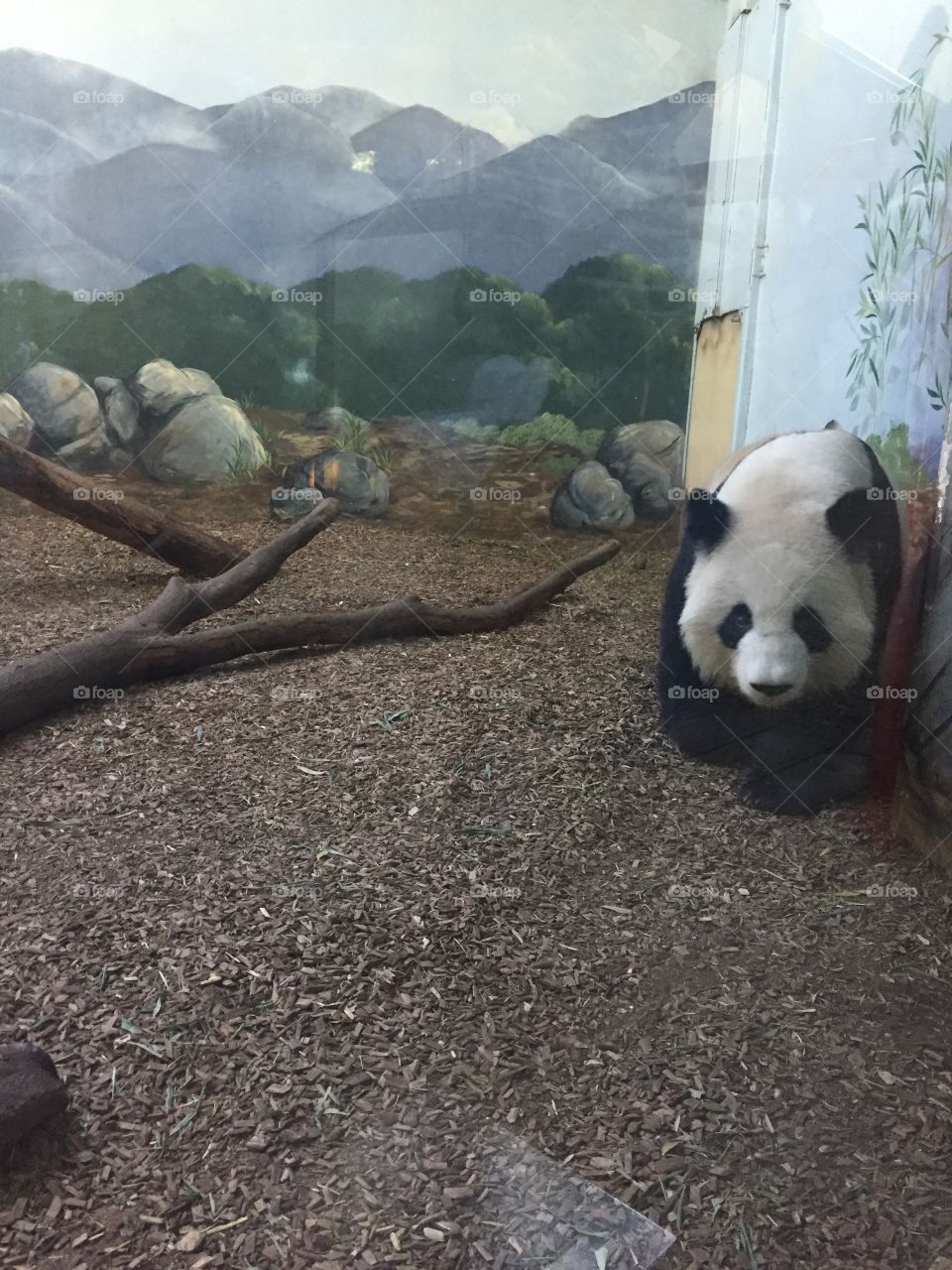 cuteness coming toward you. 