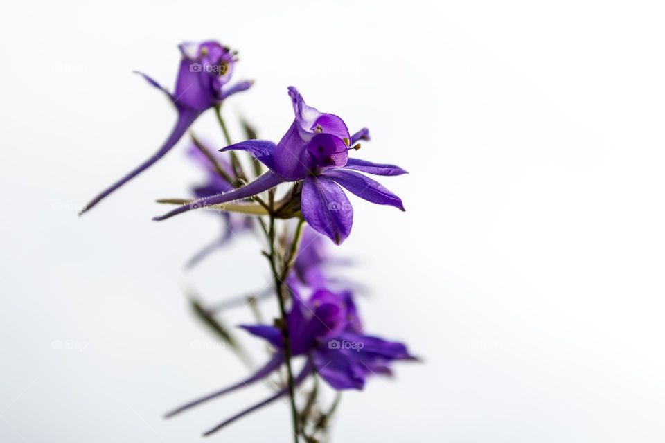 Delphinium nanum is a species of perennial herbaceous plant from the genus Delphinium of the Ranunculaceae family.