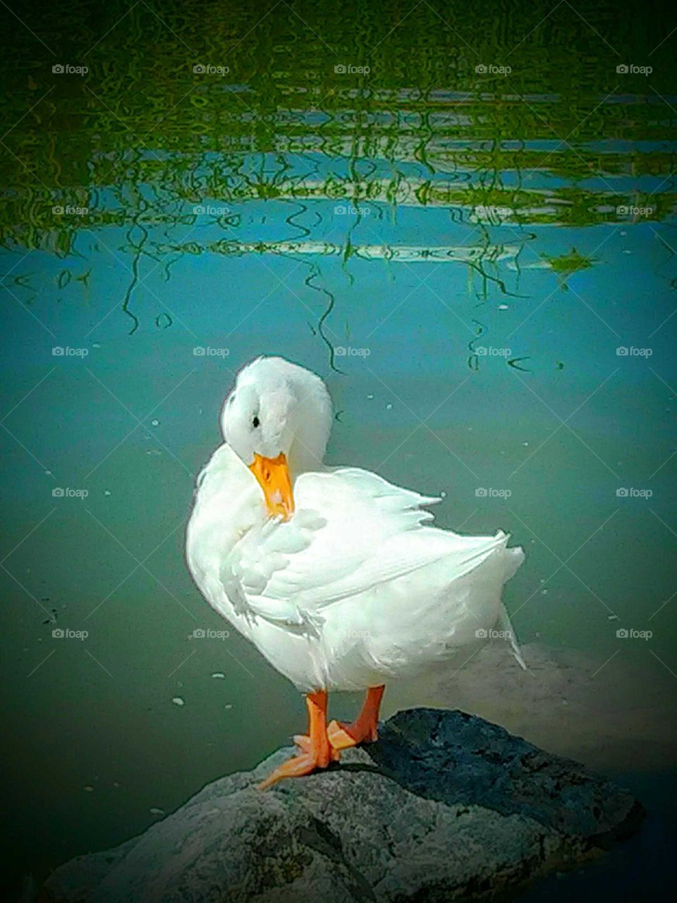 water fowl. it's a picture of a semi aquatic bird