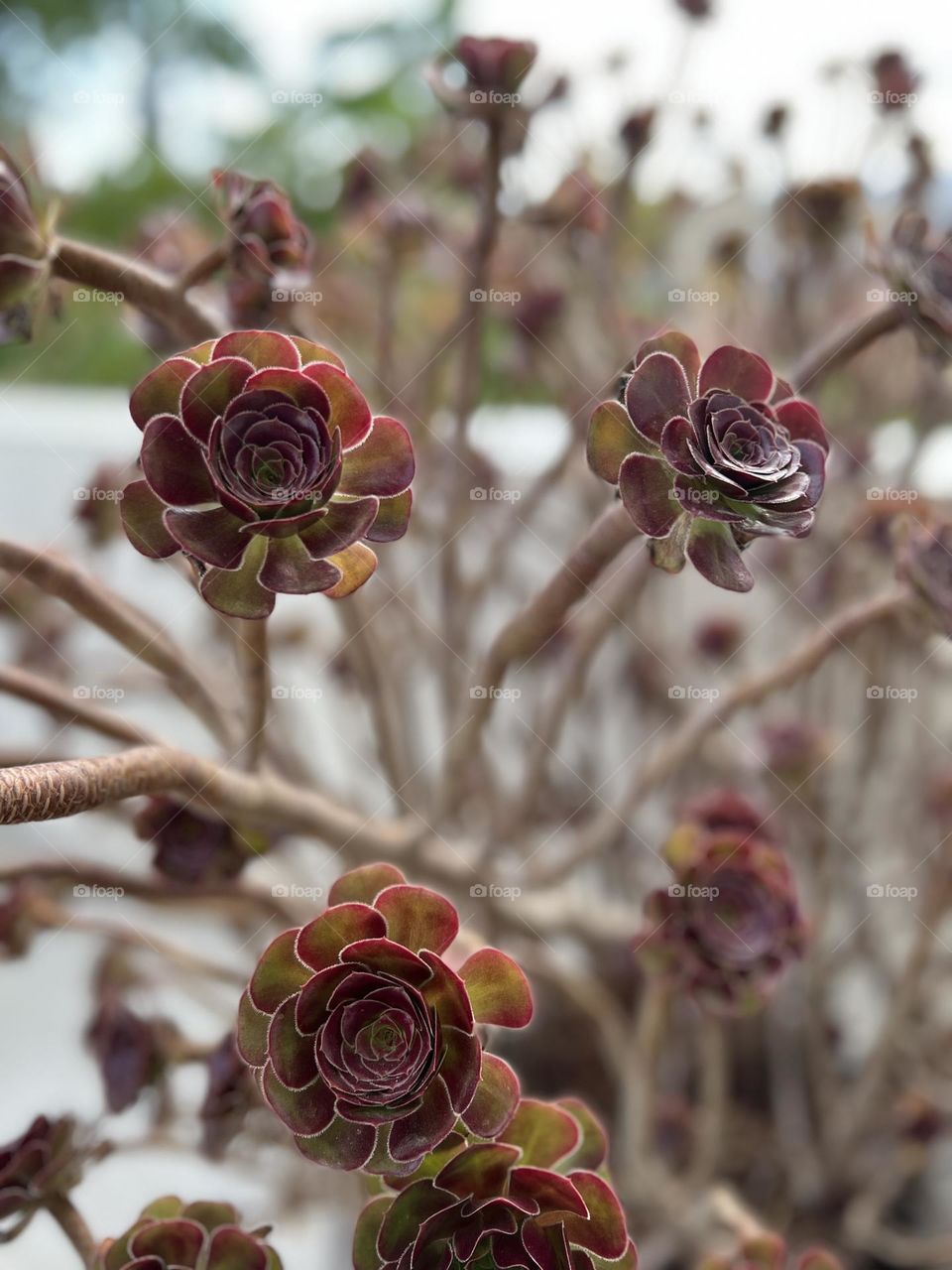 Three grass flowers like roses 