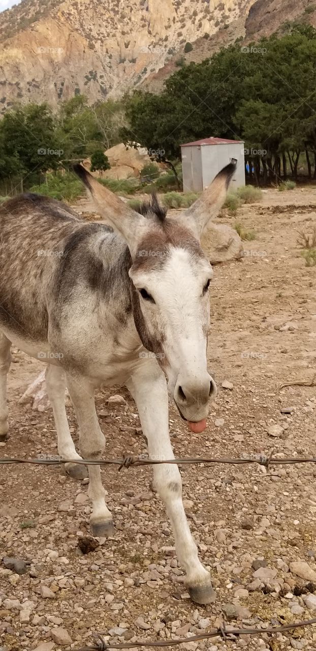 donkey sticking her tongue out giving a raspberry.