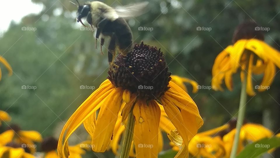 Nature, Outdoors, No Person, Summer, Flower