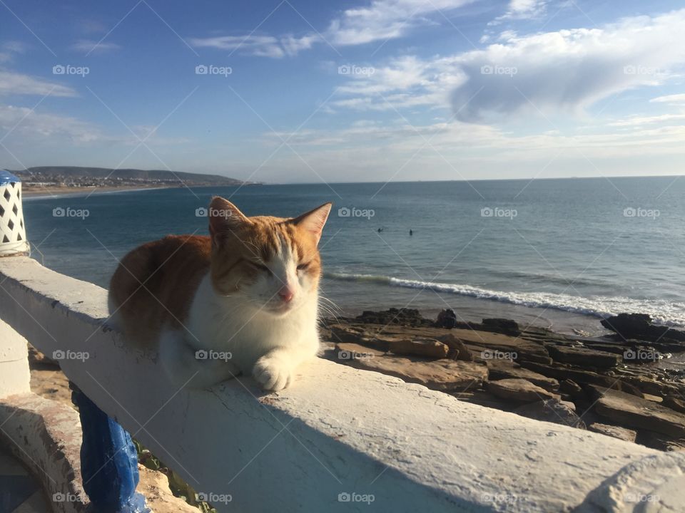Cat on the beach 