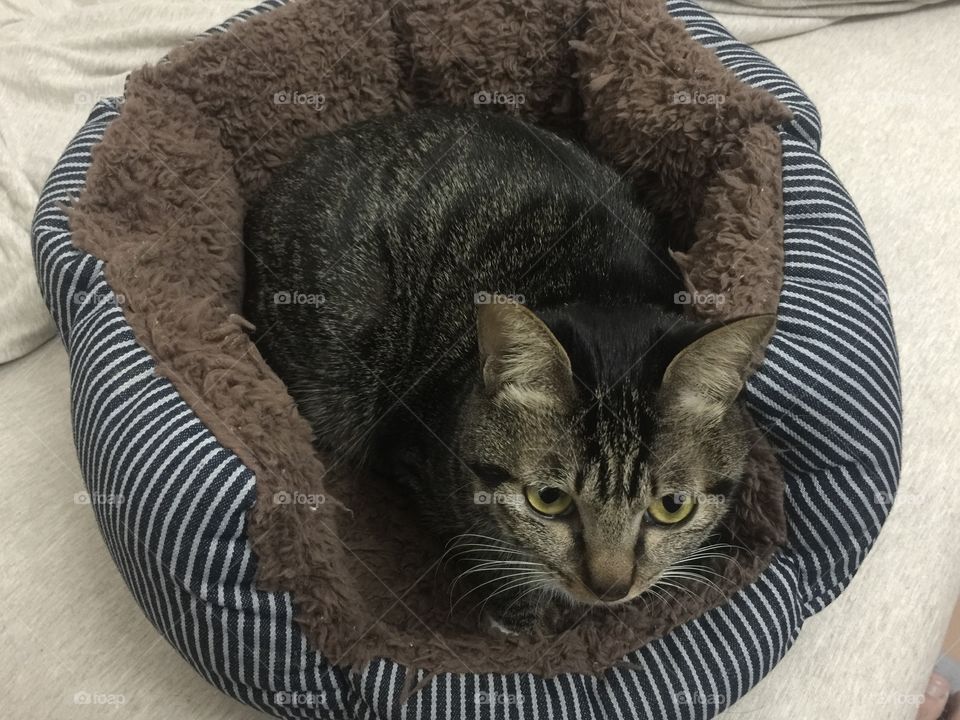 Cat, Mammal, Cute, Domestic, Pet