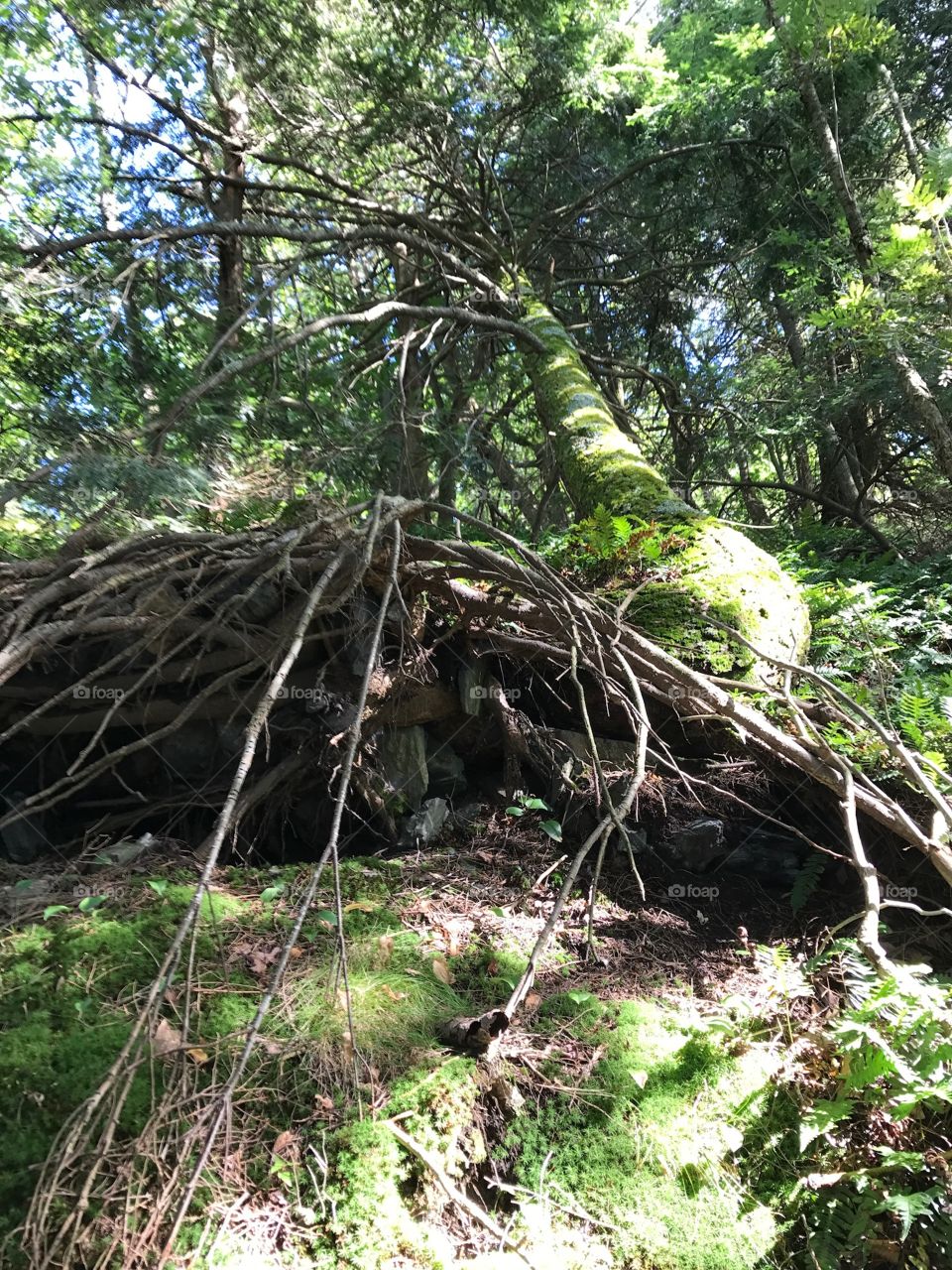 Roots on Lenox Mountain in MA. 