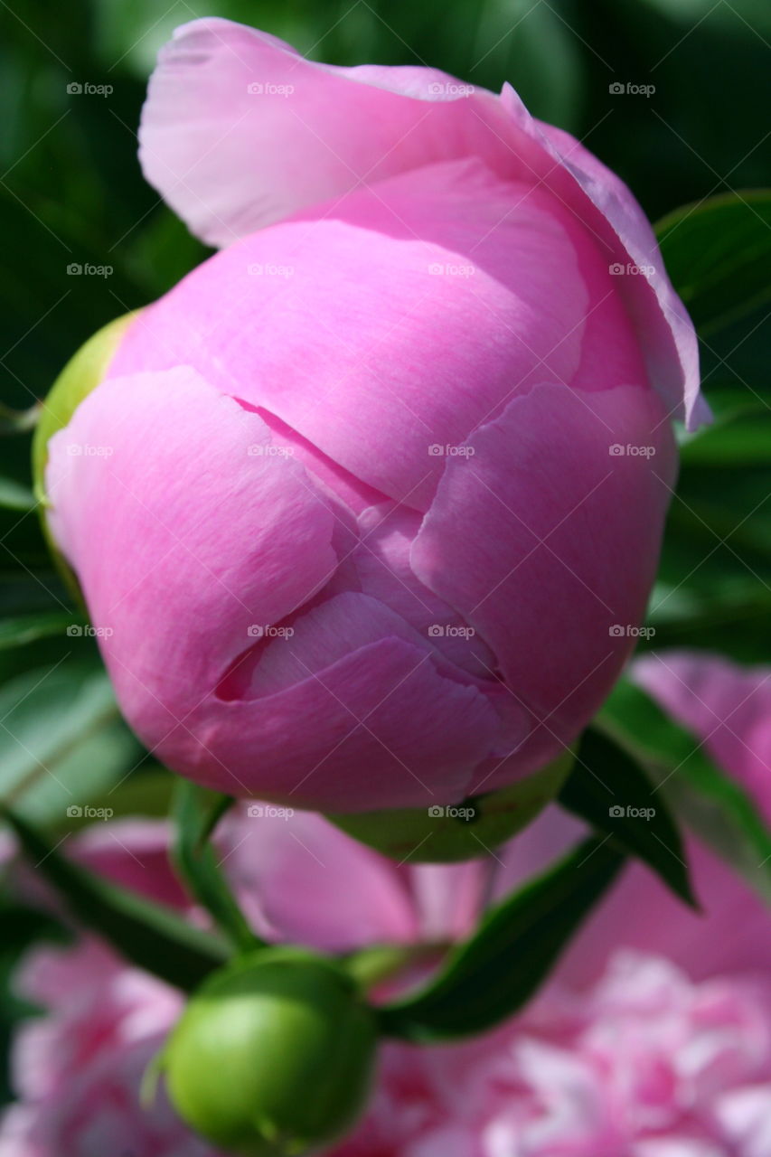 Pink Peony