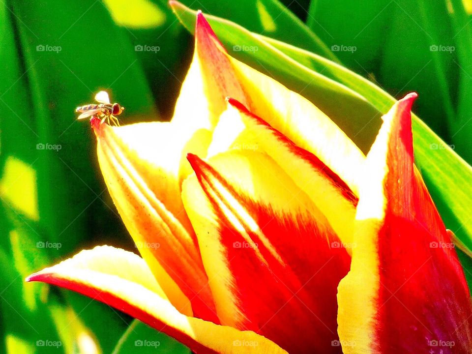 Beautiful Indiana tulip and a little bee