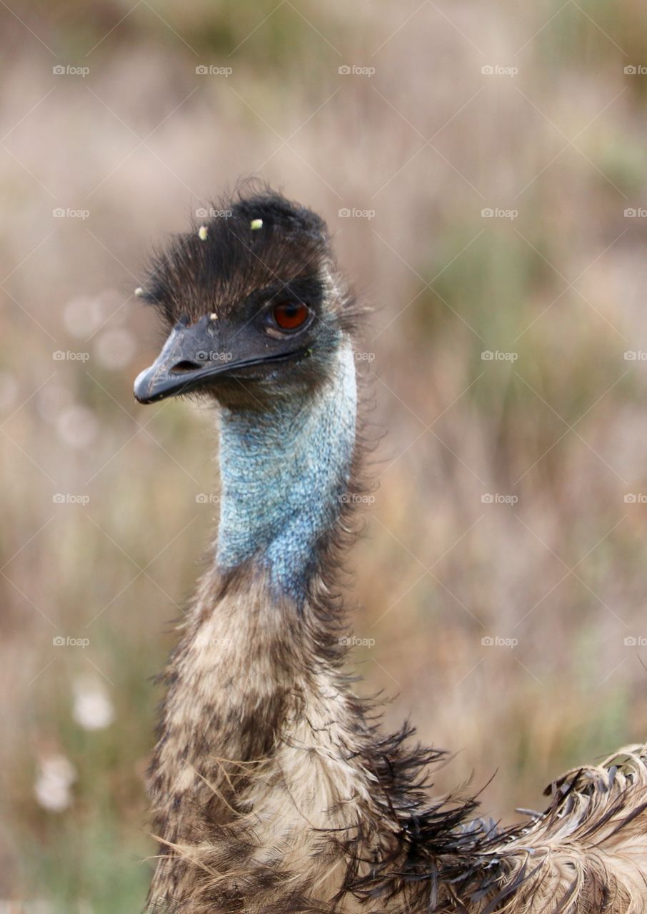 Australian emu in the outback head and neck closeup