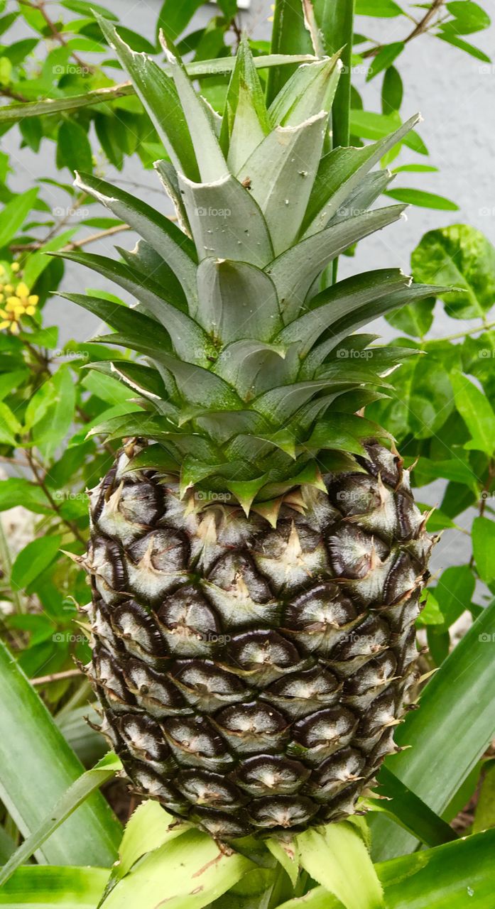 Fresh pineapple!!!!😋