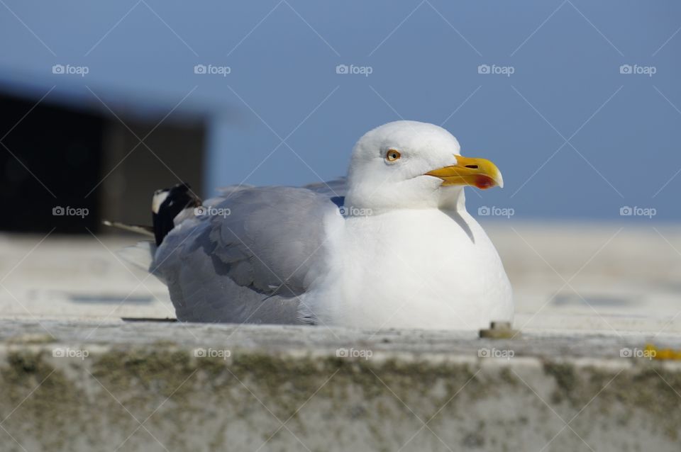 Seagull perching on wall