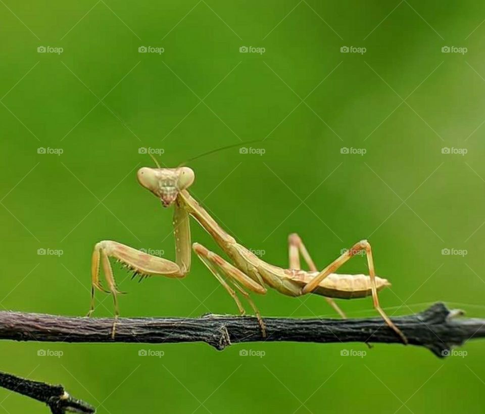 praying mantis