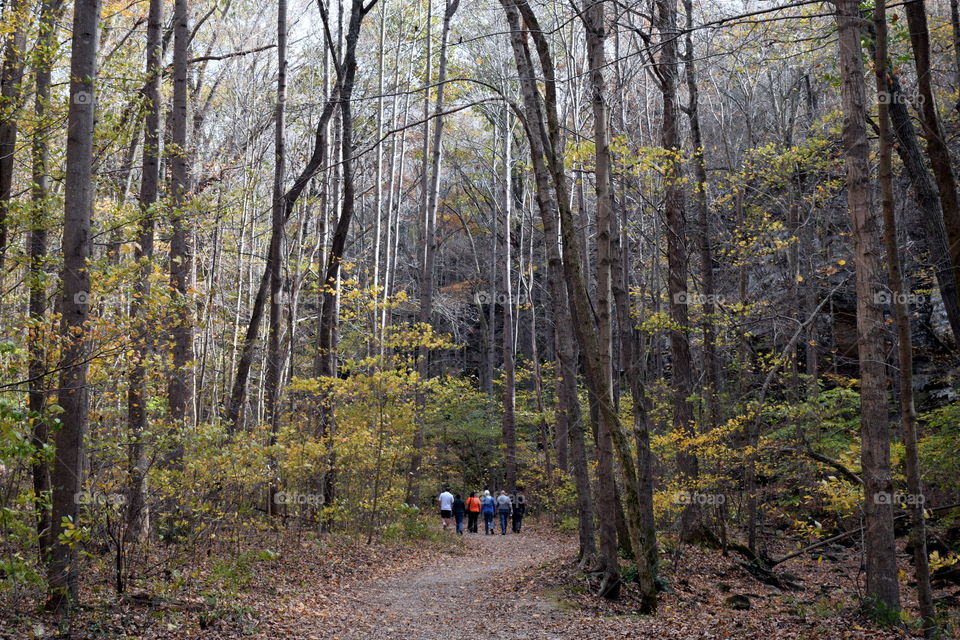 Ferne Clyffe State Park