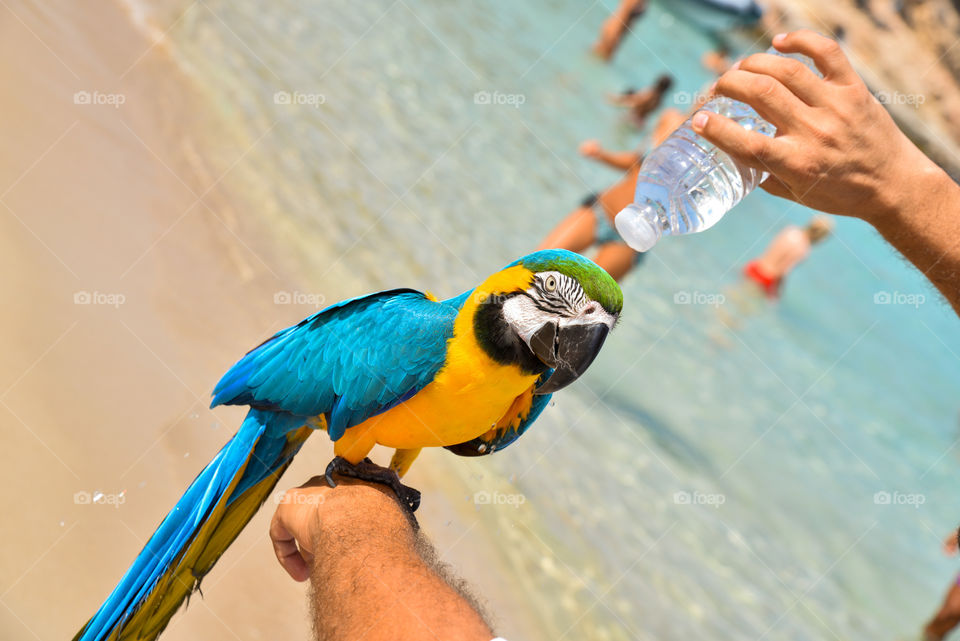 Parrot taking a shower