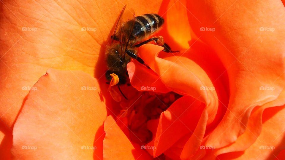 a bee on a rose