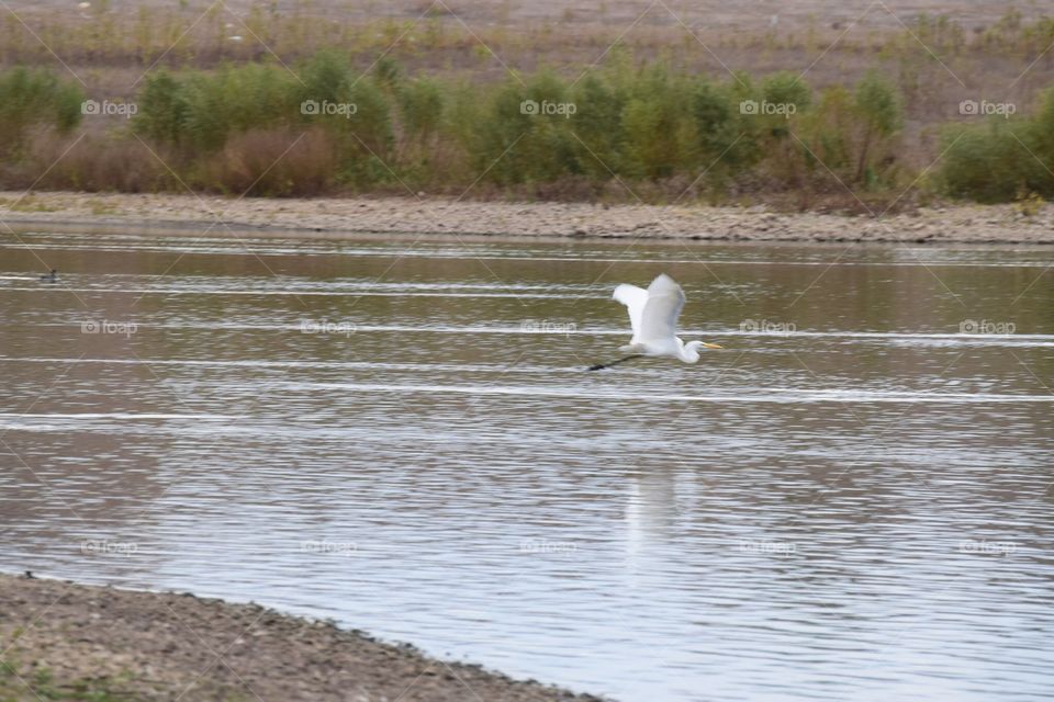 Bird flying over lake water 