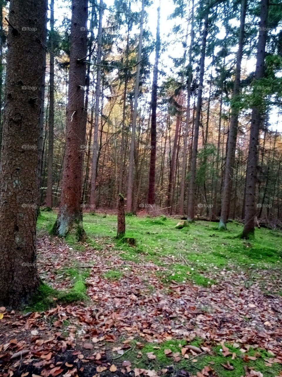 was schön wäre,ein Picknick auf dem saftig grünen Waldboden , barfuß laufen,nur leider etwas zu kalt,