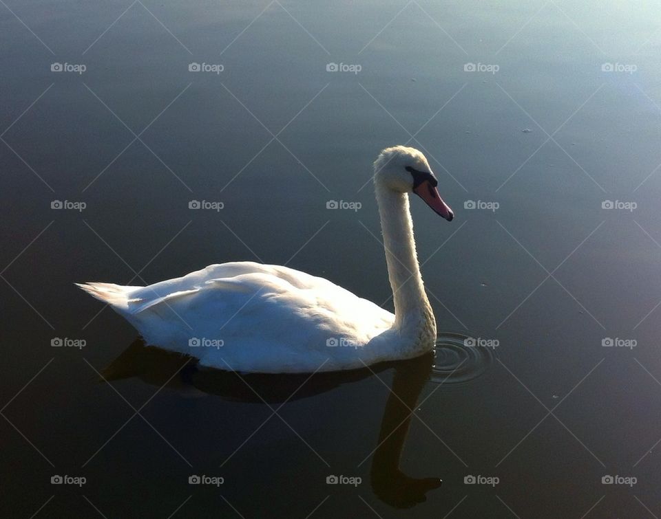 swan