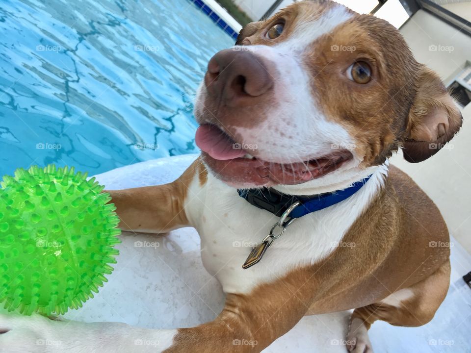 Adorable dog playing with a green ball at the pool