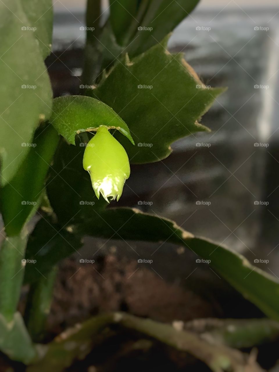 It may be Autumn in the South Hemisphere, but the plans are still growing new leaves...