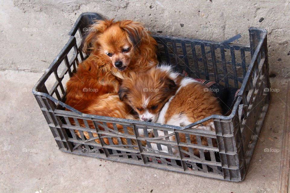 Beautiful small dogs mother and son in a plastic box